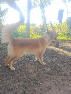 Golden Retriever Female