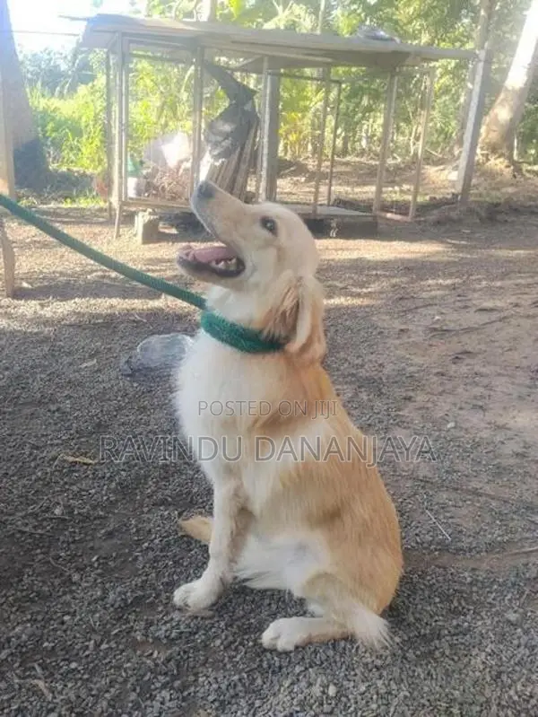 Golden Retriever Female