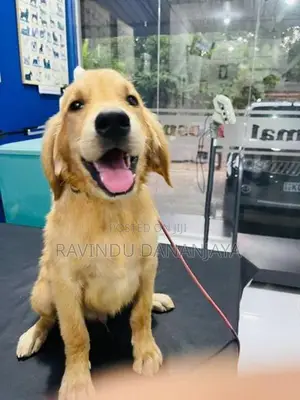 Golden Retriever