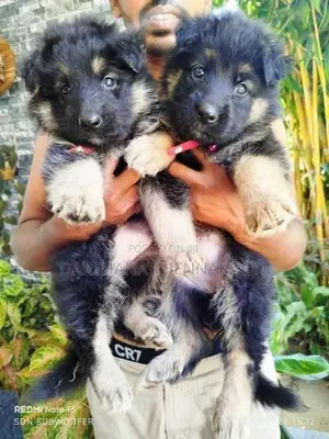 German Shepherd Long Coat Puppies