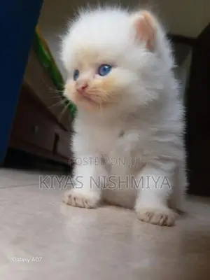 Persian Kittens