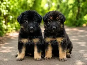 German Shepherd Puppies