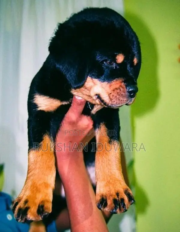 Rottweiler Puppy