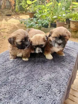 Shih Tzu Puppies