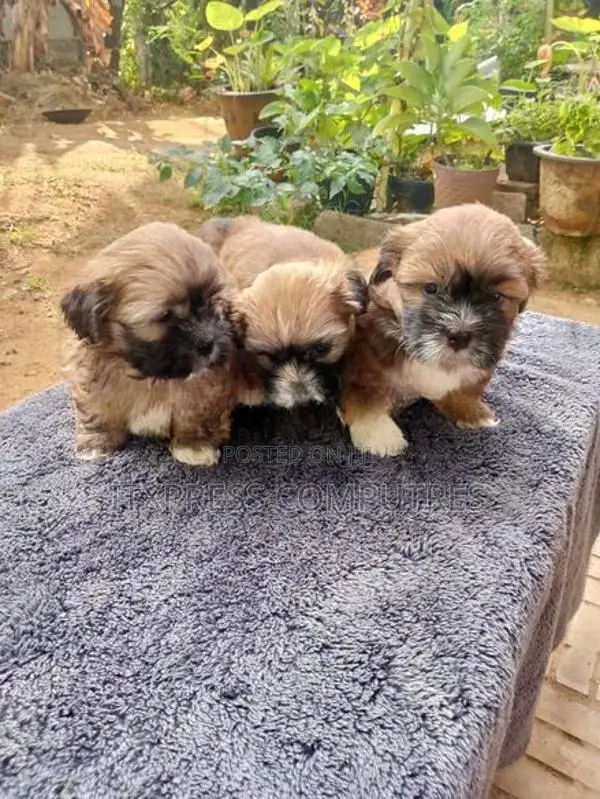 Shih Tzu Puppies