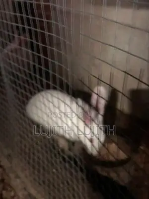 Rabbit