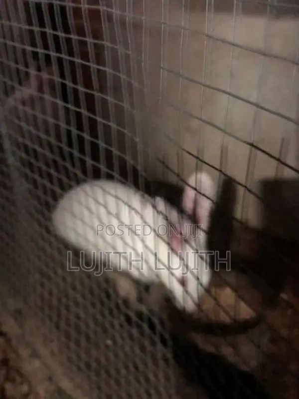 Rabbit