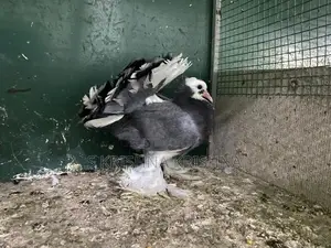 Pigeon