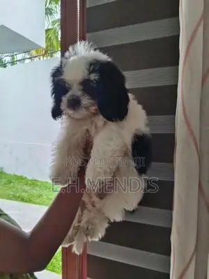 Shih Tzu Puppy