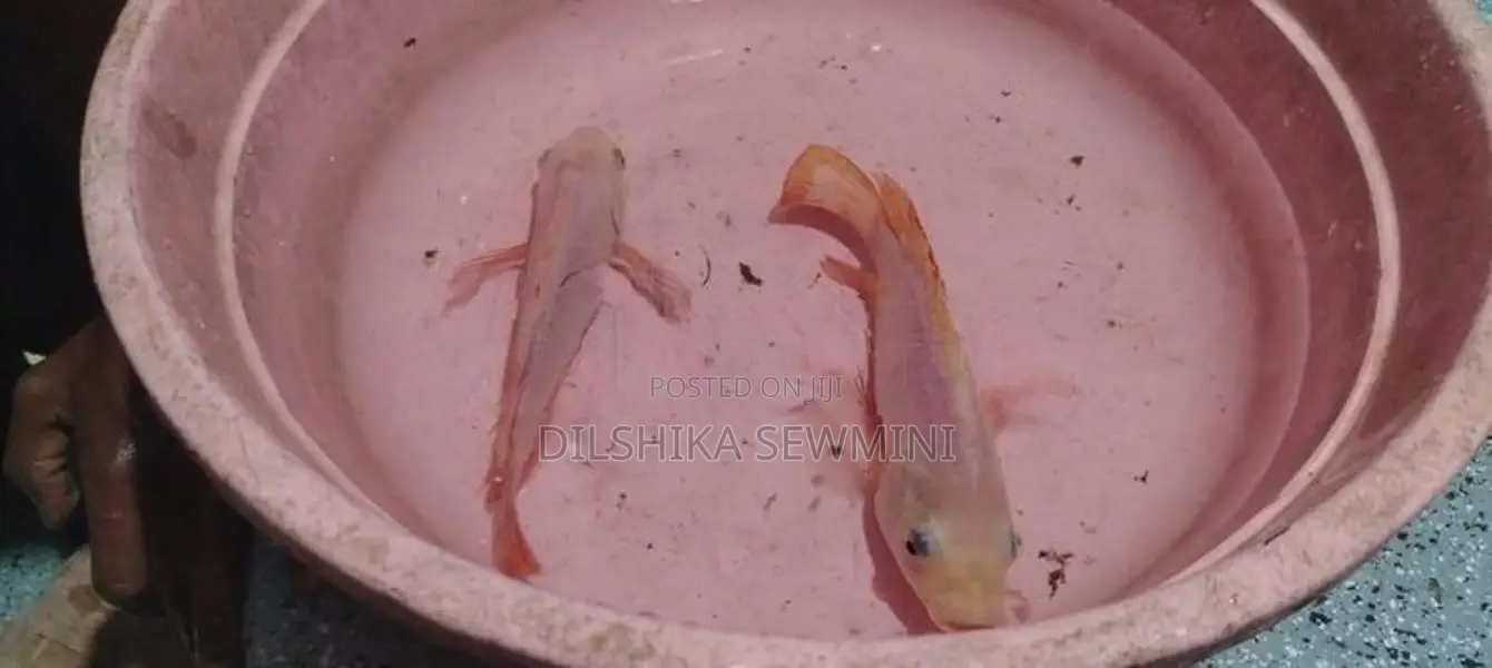 Fishes Set