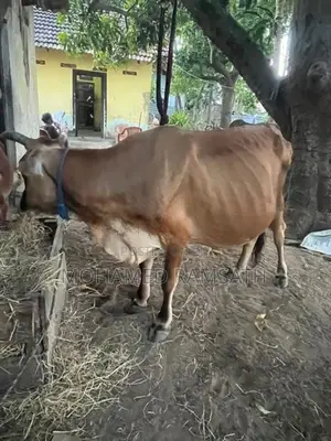 Milk Cow