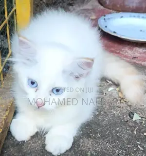 Persian Kitten