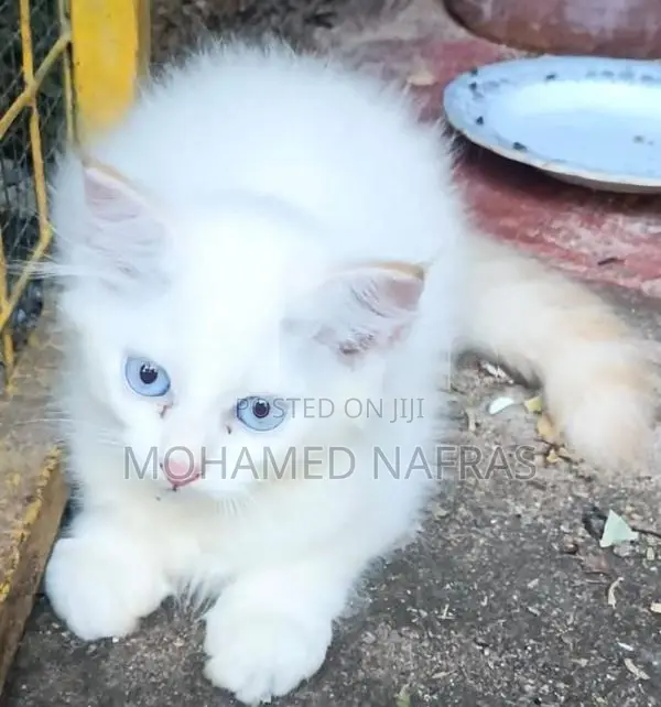 Persian Kitten