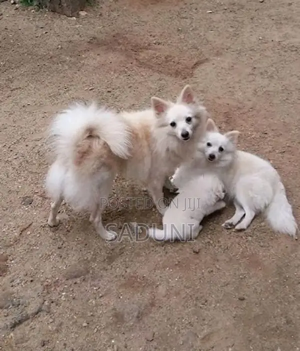 Pomeranian Puppy