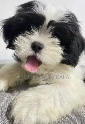 Shih Tzu Puppy