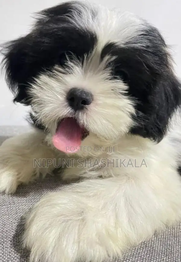 Shih Tzu Puppy