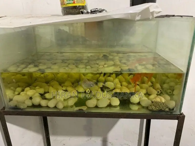 2.5 Feet Fishtank