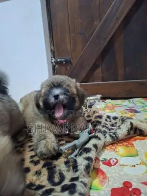 Tibetan Terrier Male Puppies