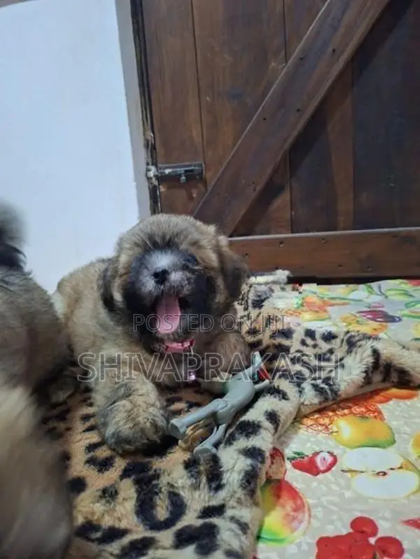 Tibetan Terrier Male Puppies