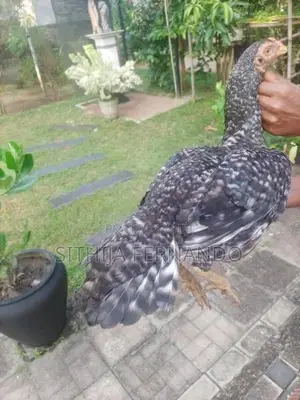 Parrot Beak Long Tail Rooster