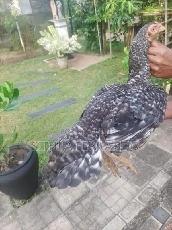 Parrot Beak Long Tail Rooster