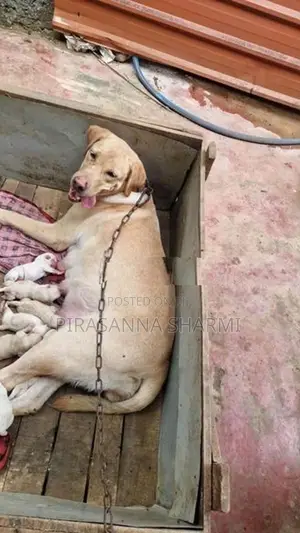 Labrador Puppies