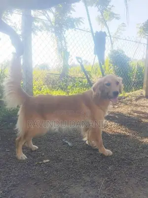 Golden Retriever Female
