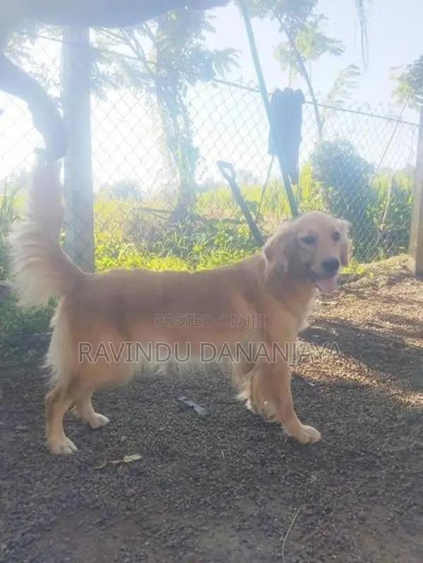 Golden Retriever Female