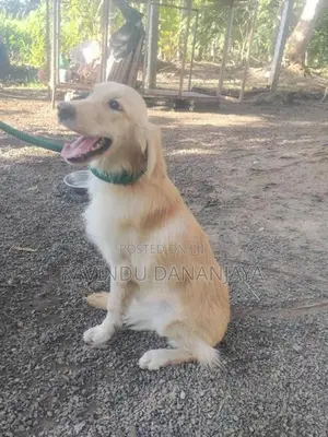 Golden Retriever Female