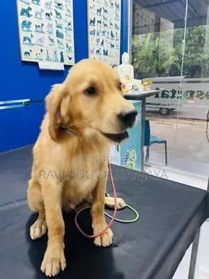 Golden Retriever