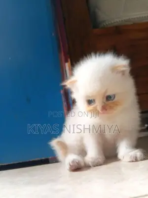 Persian Kittens