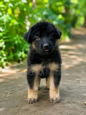 German Shepherd Puppies