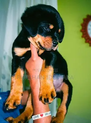 Rottweiler Puppy