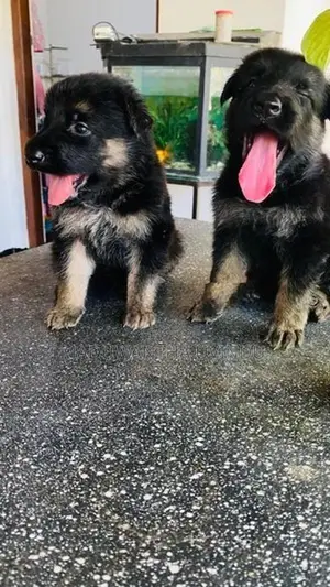 German Shepherd