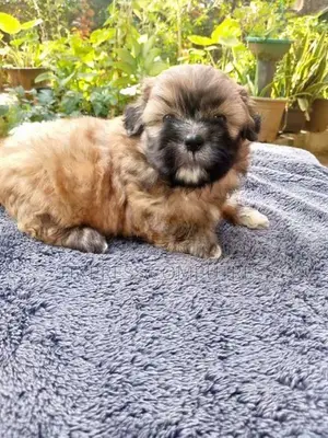 Shih Tzu Puppies