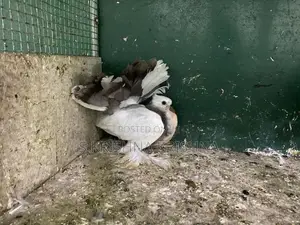 Pigeon
