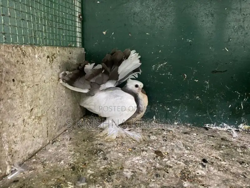Pigeon