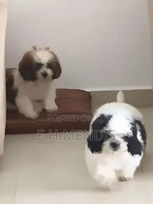 Shih Tzu Puppy