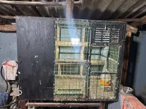 Pigeon Cage