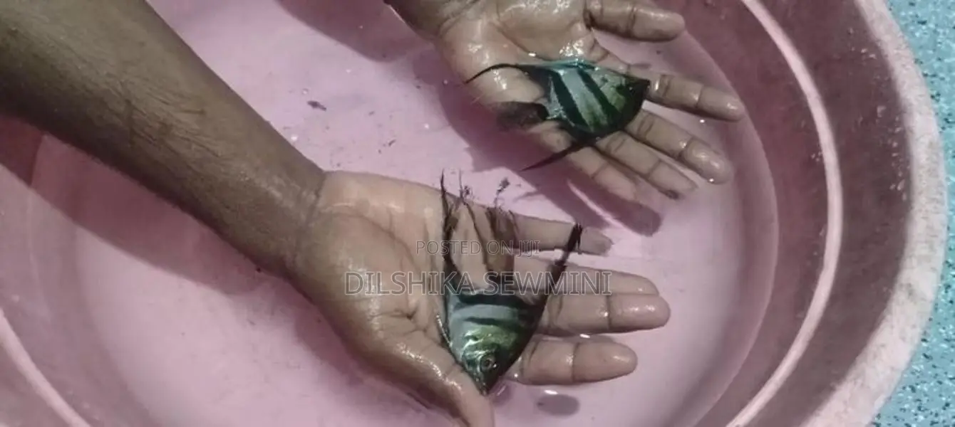 Fishes Set