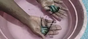 Fishes Set