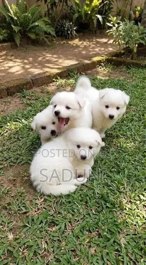 Pomeranian Puppy