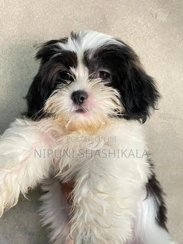 Shih Tzu Puppy