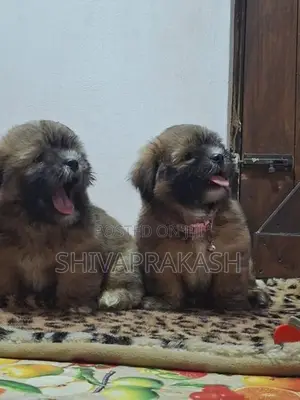 Tibetan Terrier Male Puppies