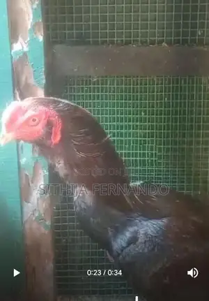 Parrot Beak Long Tail Rooster
