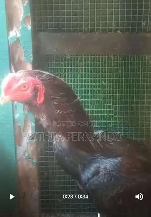 Parrot Beak Long Tail Rooster