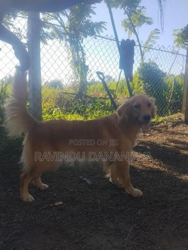 Golden Retriever Female