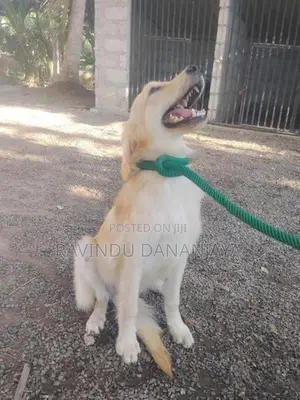 Golden Retriever Female