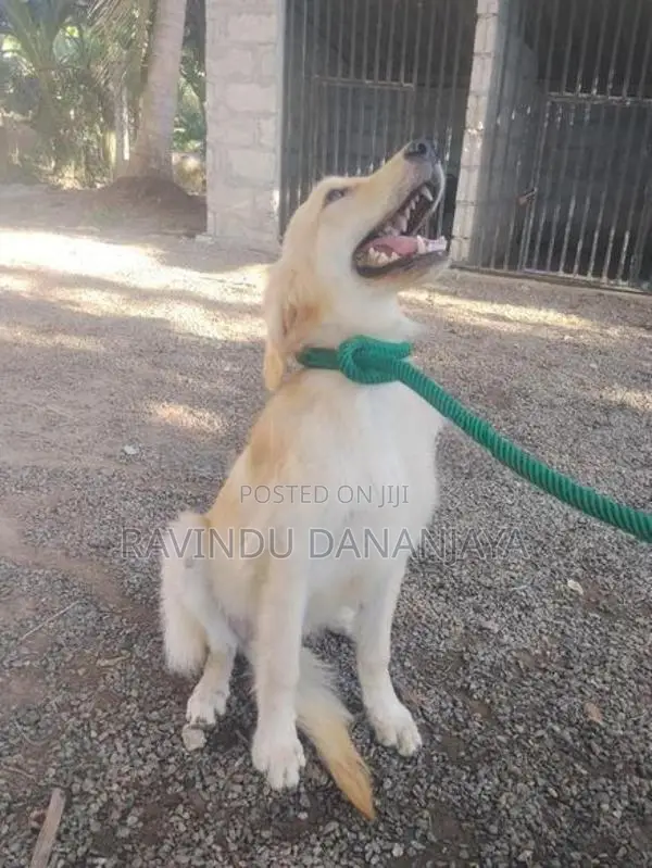 Golden Retriever Female