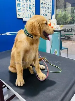 Golden Retriever